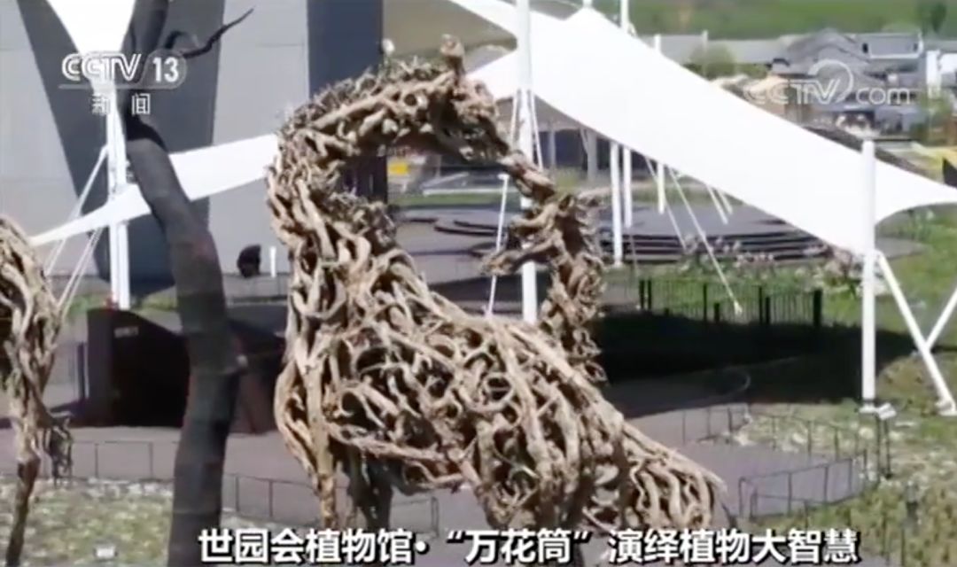 什么树最高？什么树会“武术”？植物也有大智慧