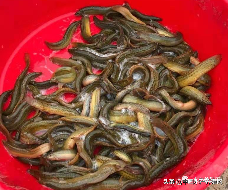 泥鳅苗多少钱一斤,台湾泥鳅苗多少钱一斤