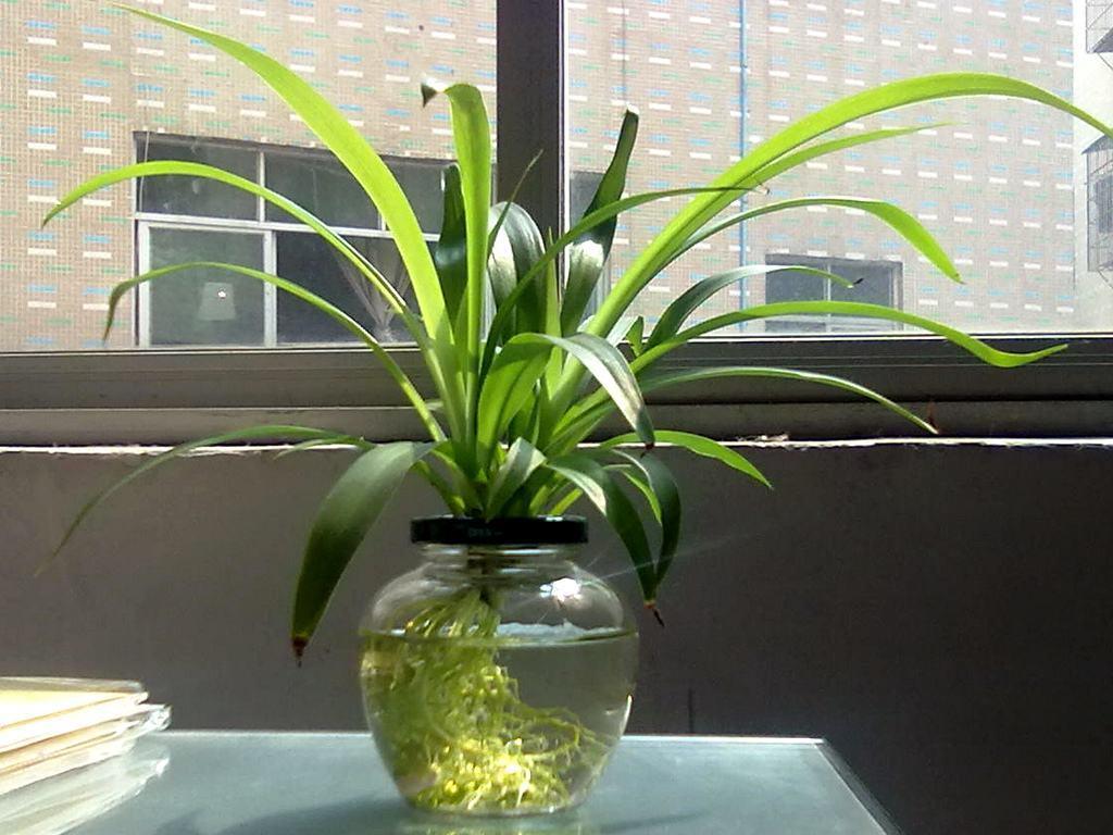 植物水培叶子呼呼地变黄,就连根的颜色都变了,这可怎么办?