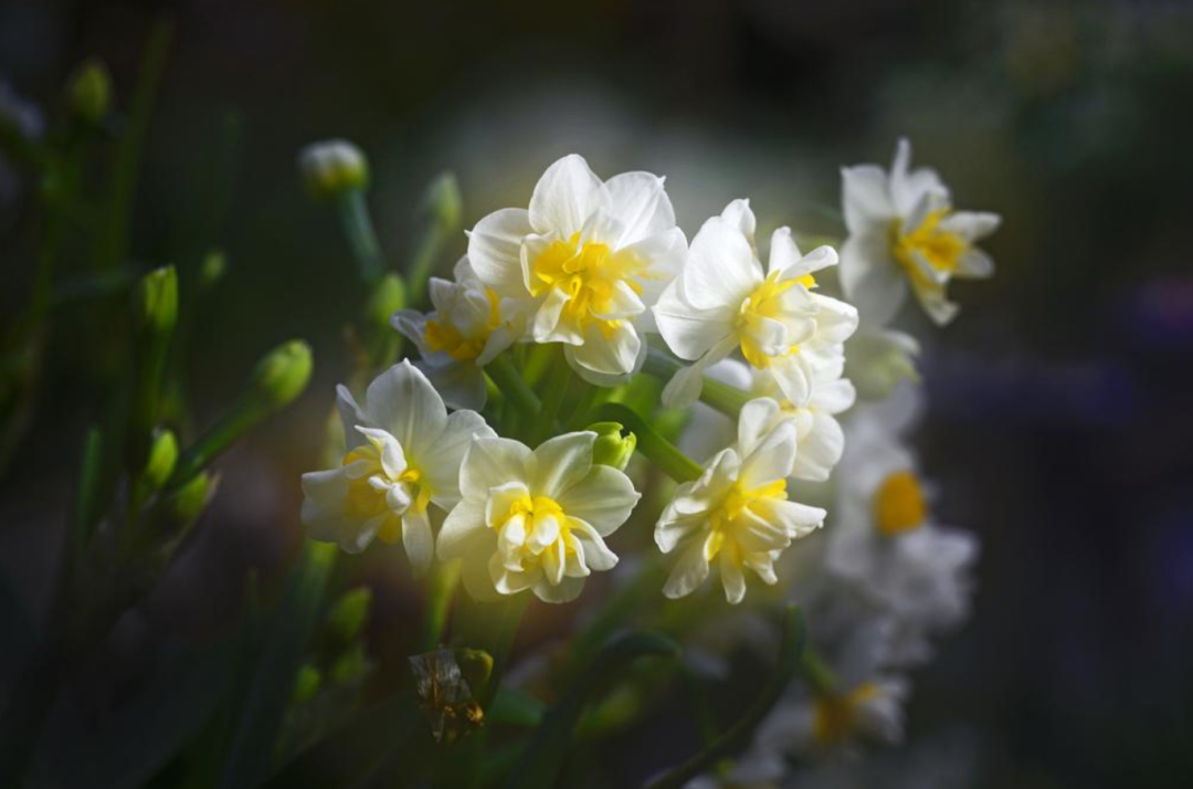 水仙花开迎春来，古诗词里的水仙花，素洁幽雅，超凡脱俗