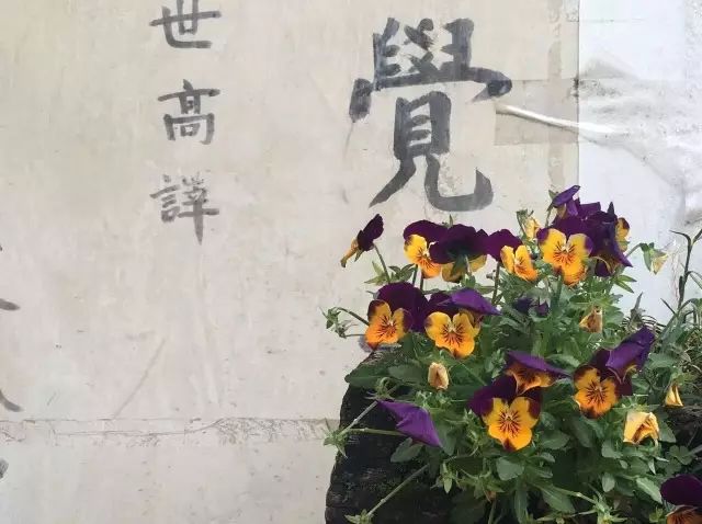 中国最文艺尼姑庵，不烧香只种花，美得想出家！韩红也慕名来参访