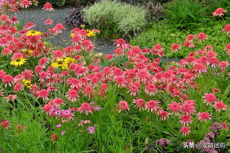 松果菊花期的图片（重瓣松果菊花开一夏的美）