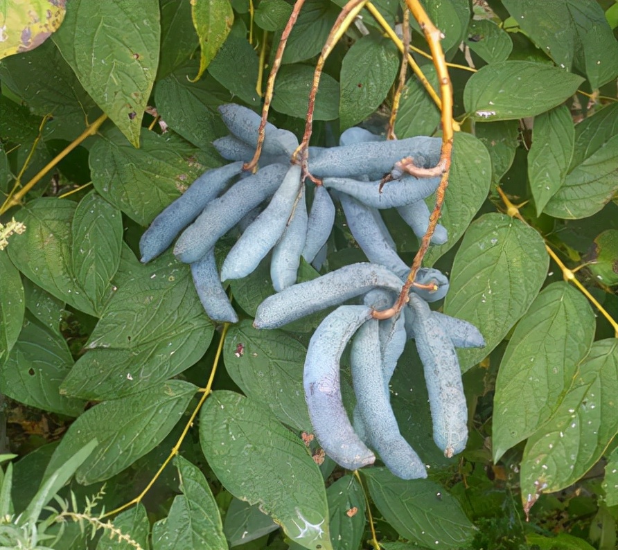 猫屎瓜是"八月炸"吗?