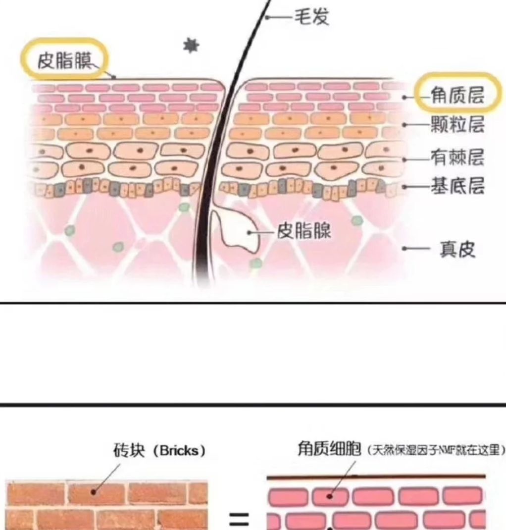 角质层薄怎么修复增厚，改善增厚角质层的办法