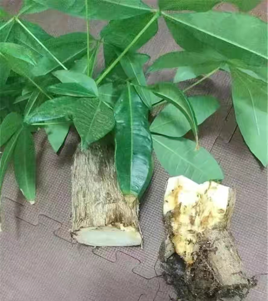 紫罗兰有毒吗（100种室内盆栽花草图鉴）