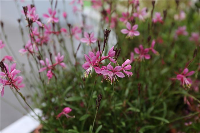 一起盘点北京国际花展上的亮点花卉产品