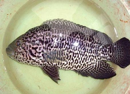 斑鱼种类及图片(野外泛滥的入侵物种) - 赤虎壹号