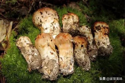 世界上食用野生蘑菇多达5000种，为何松茸和松露仍被吃出“天价”