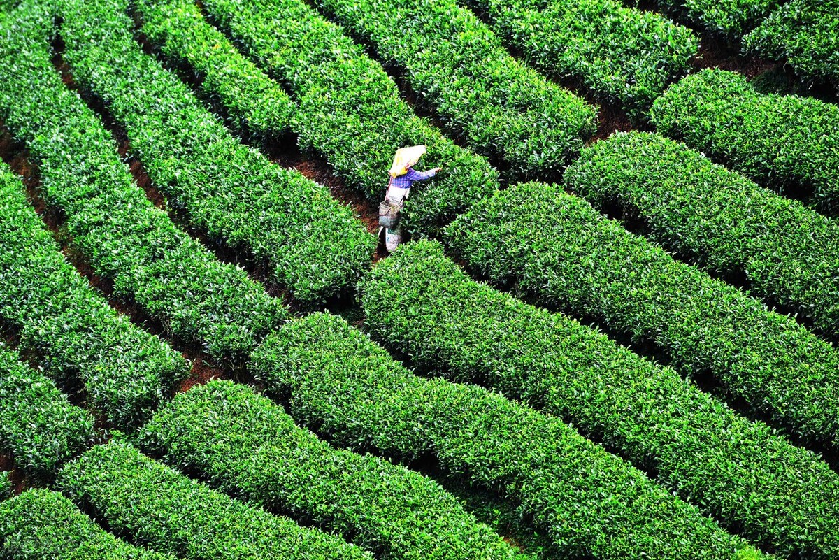 传奇印度茶：从世界之巅到指尖香气的百年历程