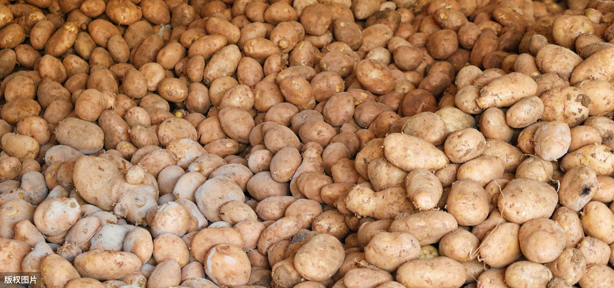 洋芋、土豆和马铃薯是同一个东西吗？其传入中国时是贵族食物！