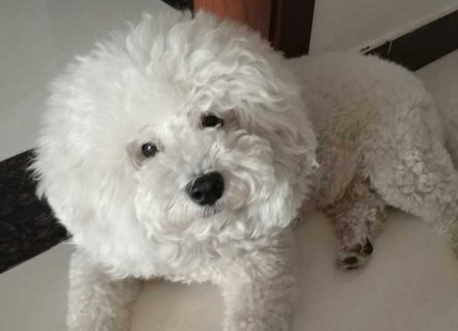 茶杯比熊犬可以活多久 饲养比熊犬注意事项