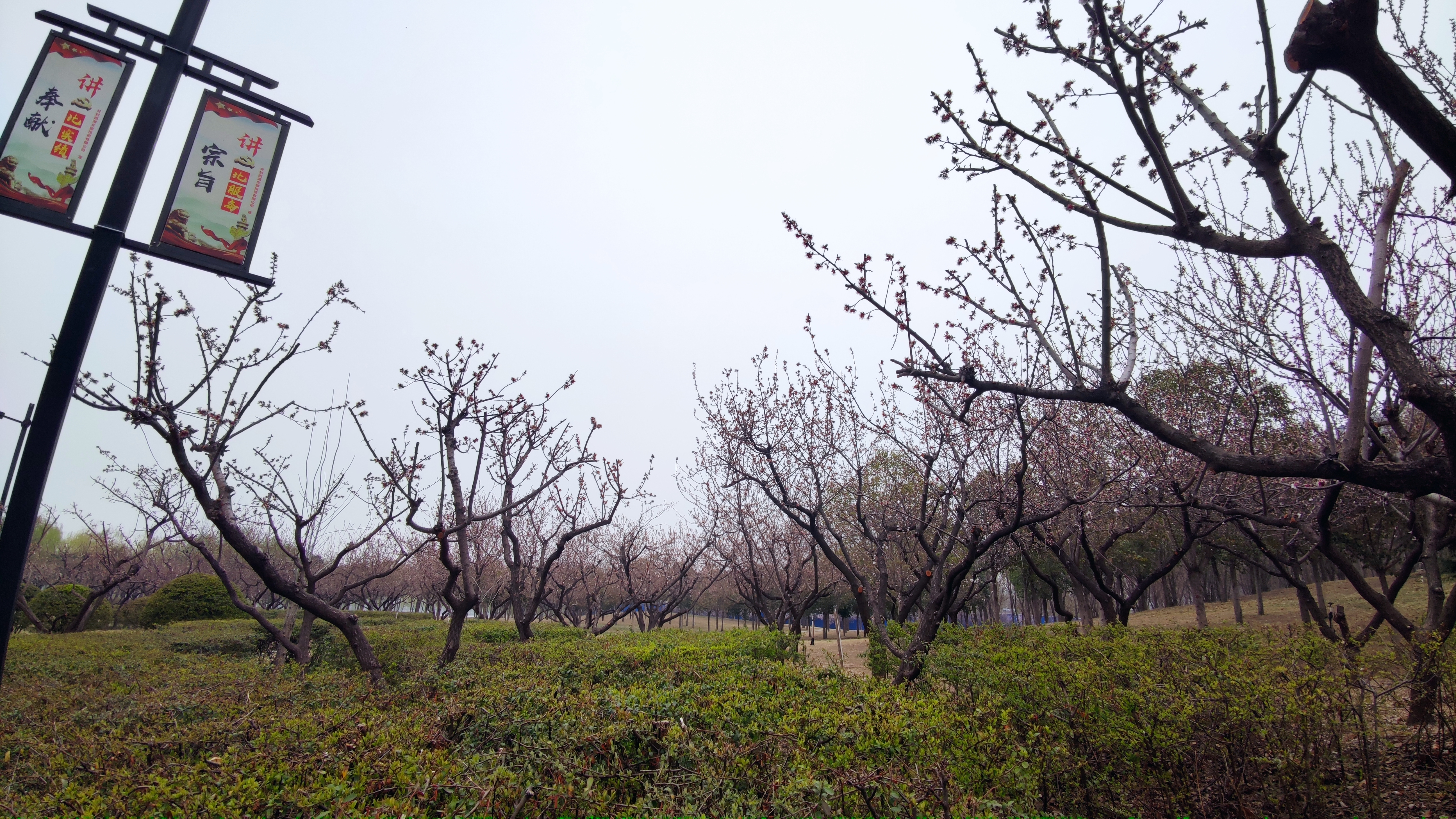 开封春季赏花最新攻略：古典、繁盛、烂漫、娴静、端庄的不同春色