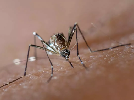 “蚊子杀手”食蚊鱼，一天吃五百只蚊子，却被多国认定为入侵物种