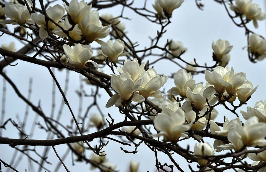 小玉兰花树怎么养新手必看科普