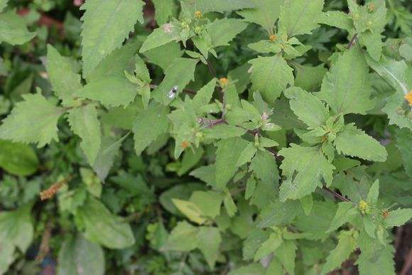 用于风湿痹证,骨节疼痛,四肢麻木及手足不遂