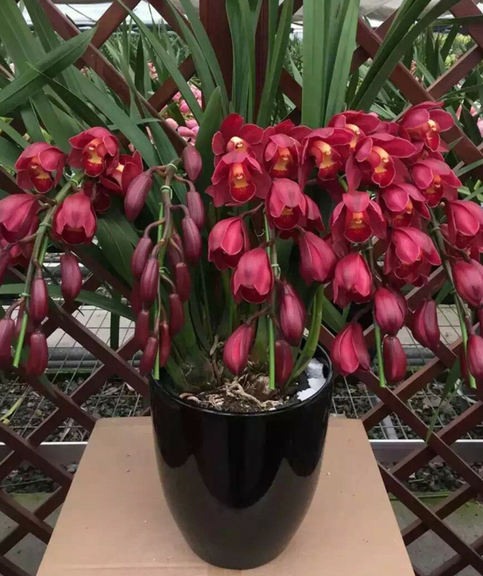 年宵花卉大花蕙兰,花后"颜值"降低?这样养,无花也美丽