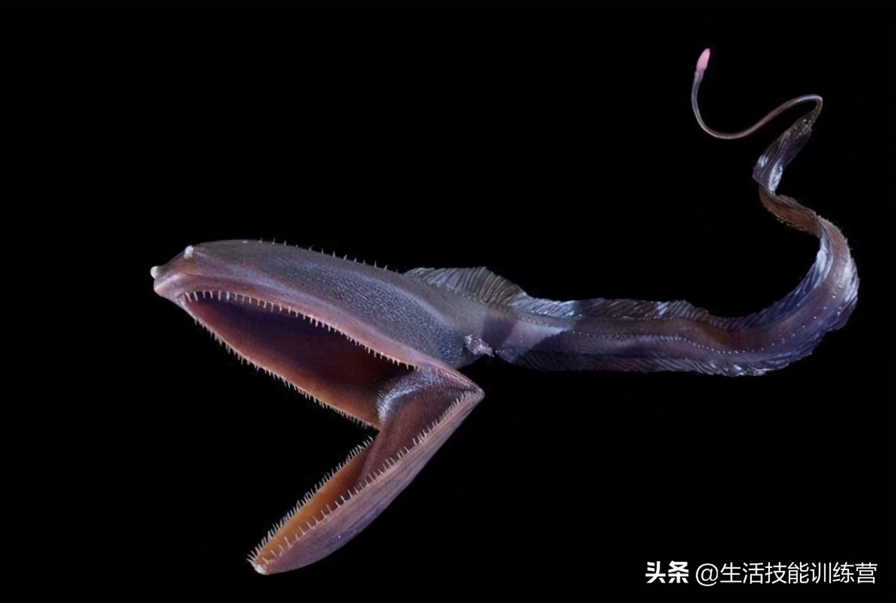 30张图片展示那些不为我们所知的深海生物
