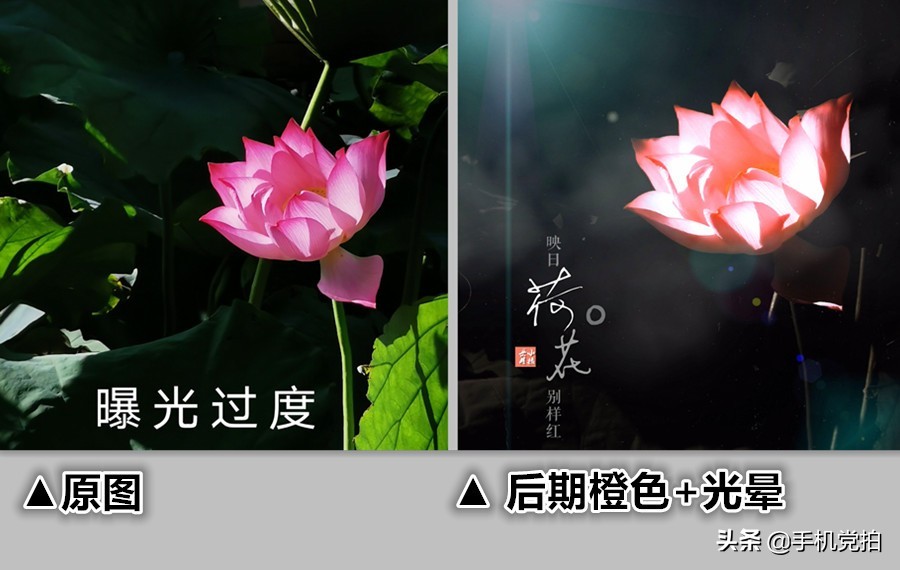 拍的荷花太普通？教你手机后期调出“高级橙”｜秒变美