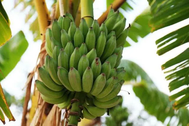 香蕉那么多种,你吃的是哪种你清楚么?吃对了么?