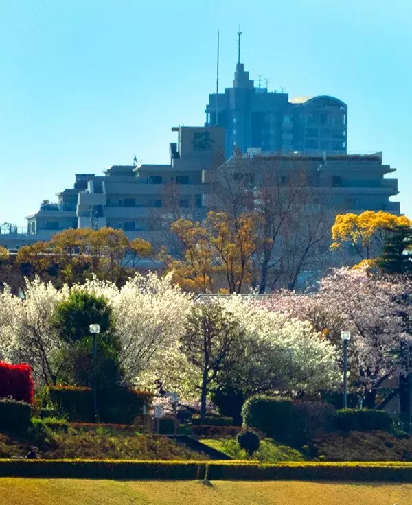 去日本看樱花（东京篇）