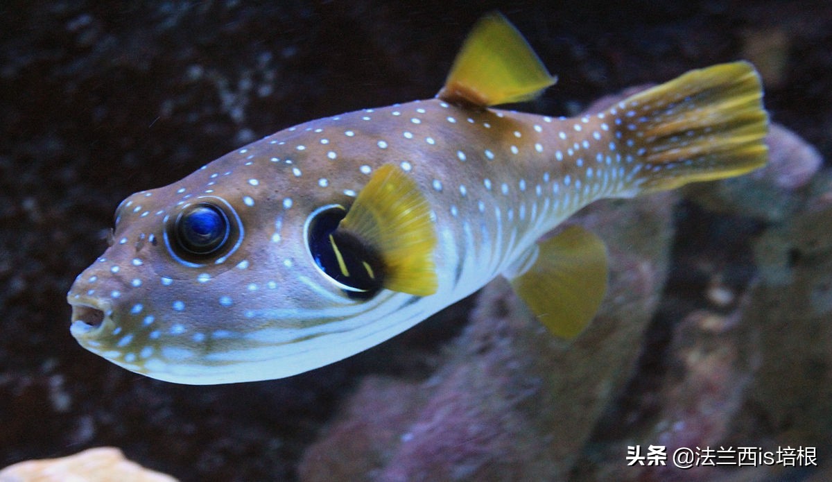 比氰化钾还强的河豚毒,是一种药力持续3天却不伤身的麻醉药