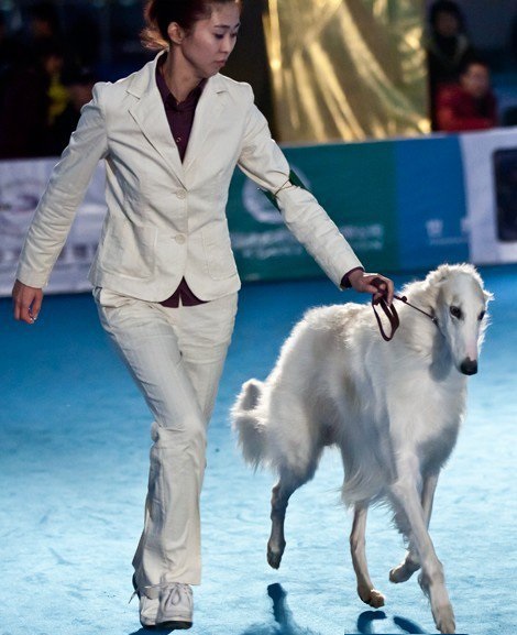 俄罗斯猎狼犬什么样（天生的贵族是美貌与力量的结合）