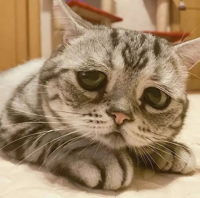 猫咪在什么情况下会流泪？猫咪流泪可能跟这6种情况有关