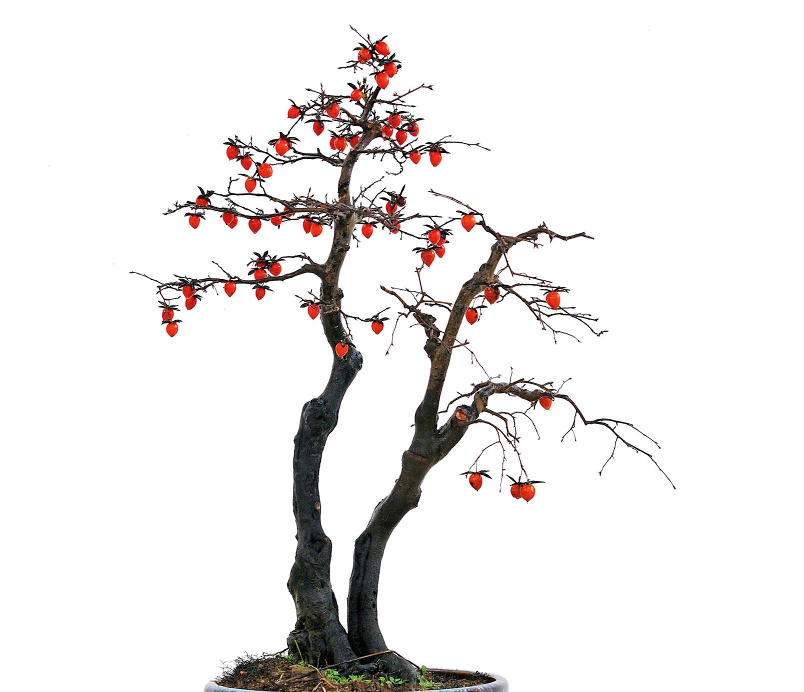 养老鸦柿就用这几招,植株健壮结果多,你做对了吗?