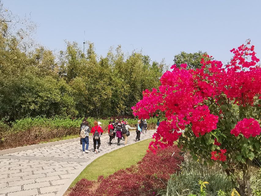 浓烈芬芳  春风十里赏花路  徜徉在广州海珠湿地的花海之中