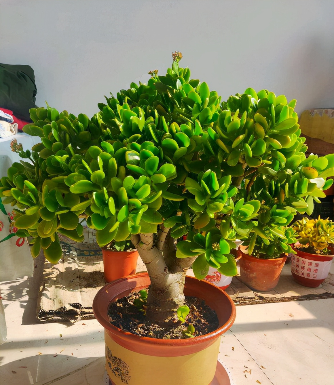 适合"穷养"的三种花,花盆越小长得越旺,养成老桩能"旺家"