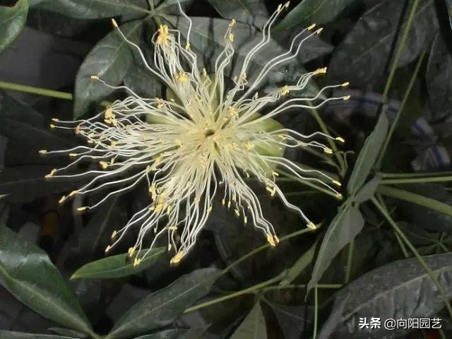 發財樹能開花,還能結