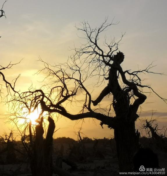 2019西北行｜胡杨：生而千年不死，死而千年不倒，倒而千年不朽