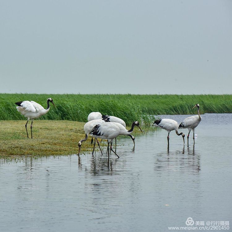 鹤生长在什么环境（世界上最大的丹顶鹤繁殖地）