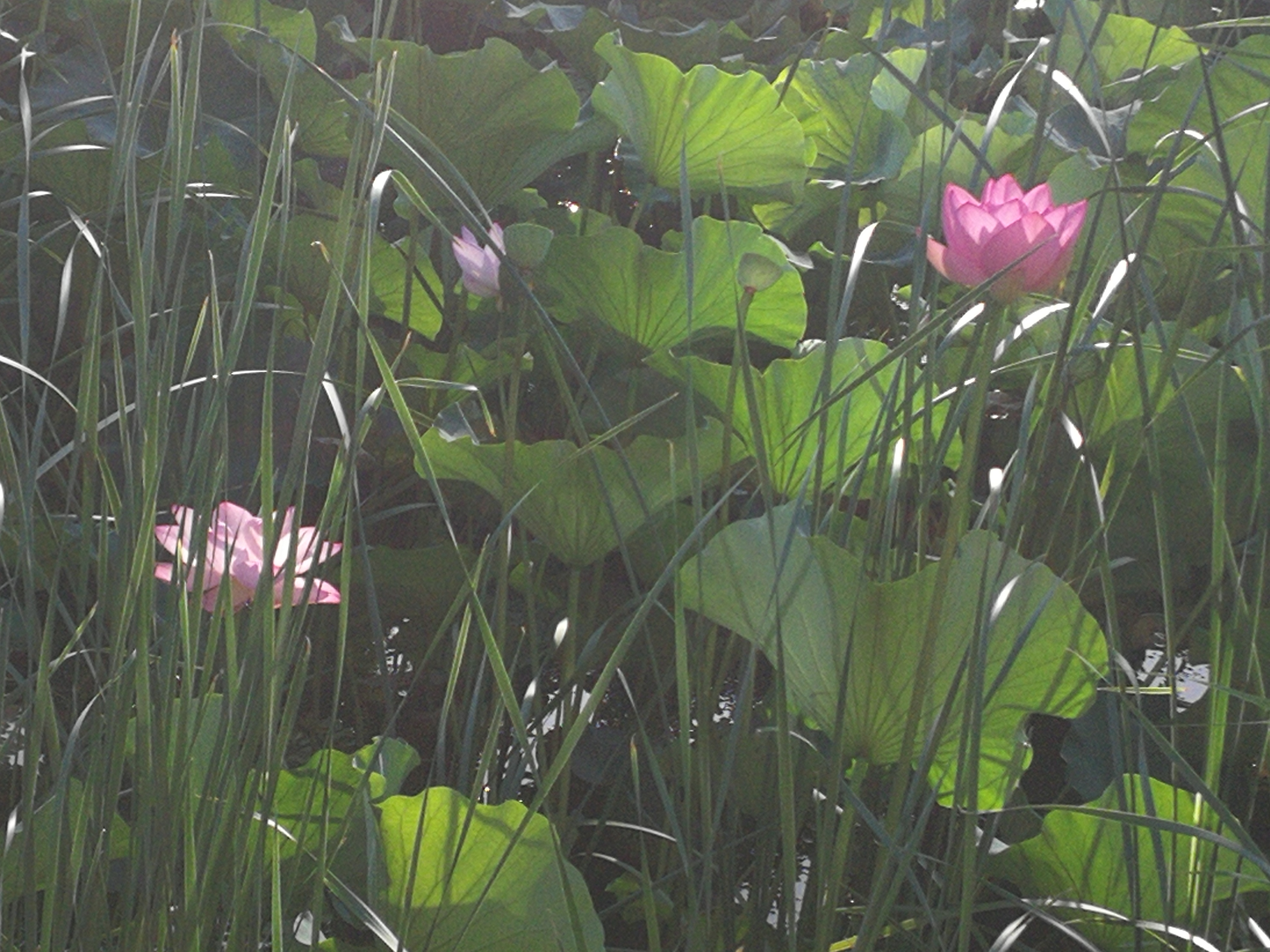 这里不仅有大树、高楼，更有大师——带你参观南京大学仙林校区