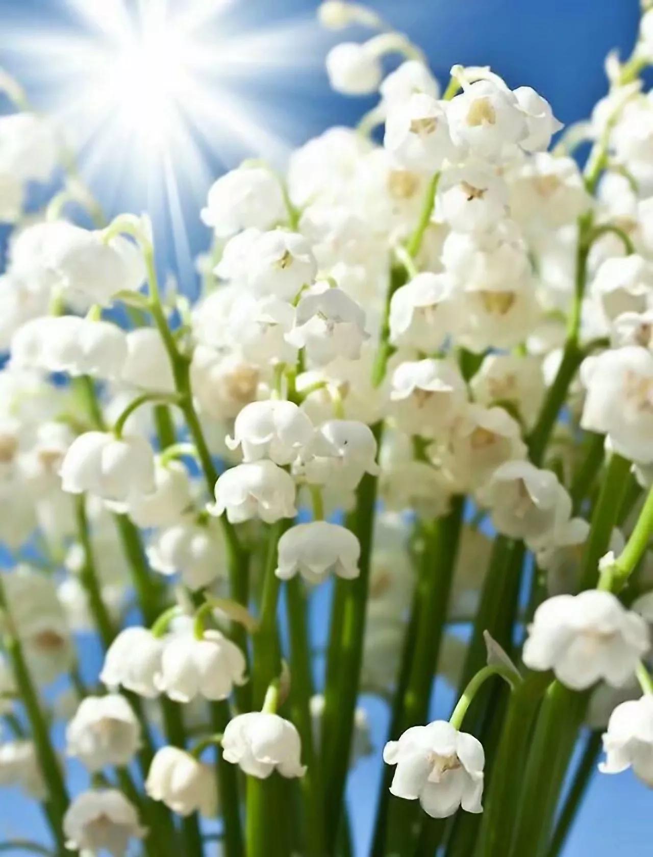 描写铃兰的唯美句子_晶羽科技