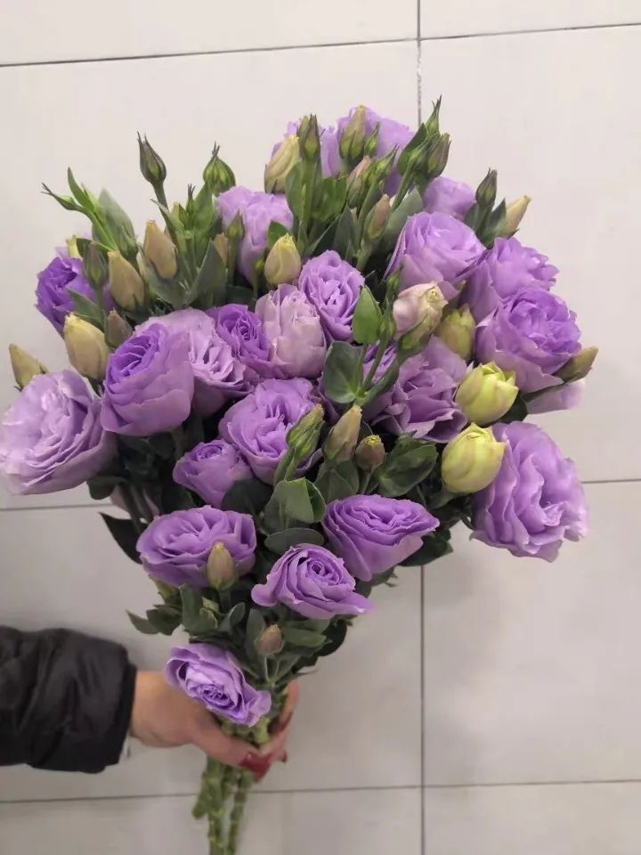白色洋桔梗花语是什么（洋桔梗养护注意事项）