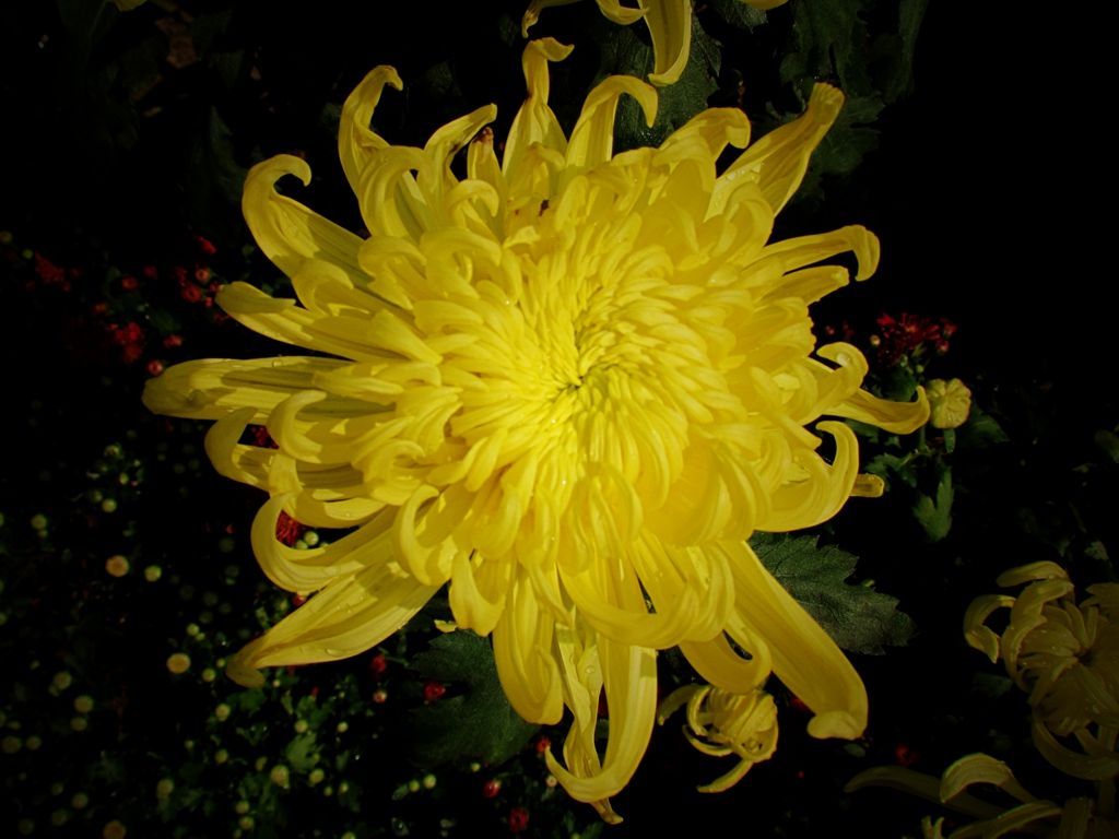 世界十大名花，你见过几种？