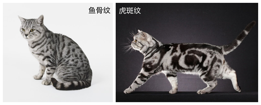 银虎斑猫价格图片