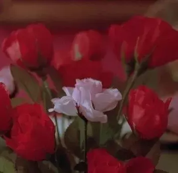 林清玄：一朝春尽红颜老