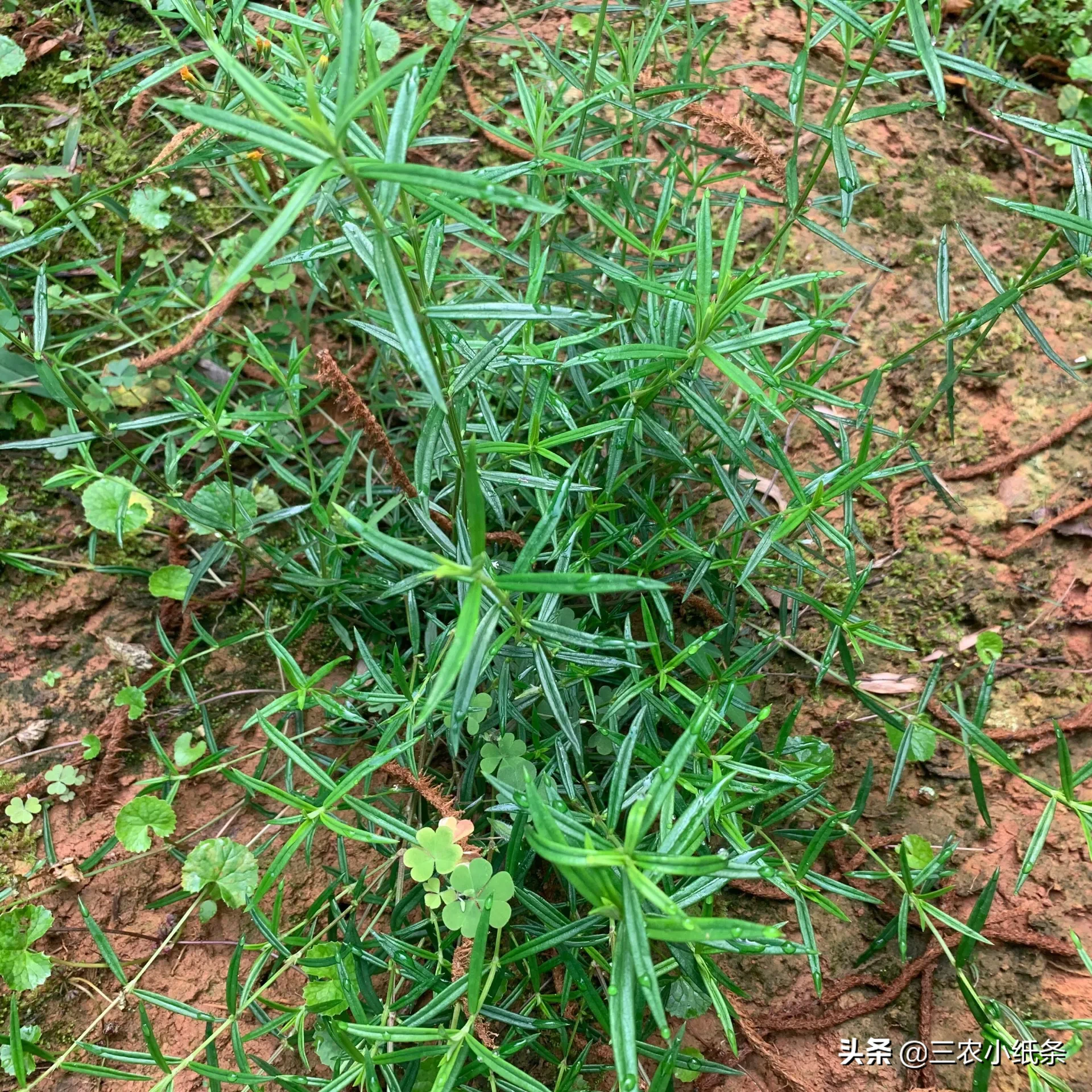 白花蛇舌草:农村房子周边具有经济价值的小草,你认识吗?
