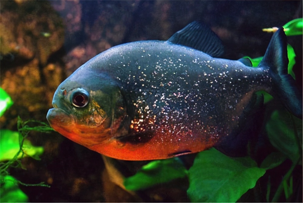 食人魚真的存在嗎(食人魚已經入侵我國江河水域裡)