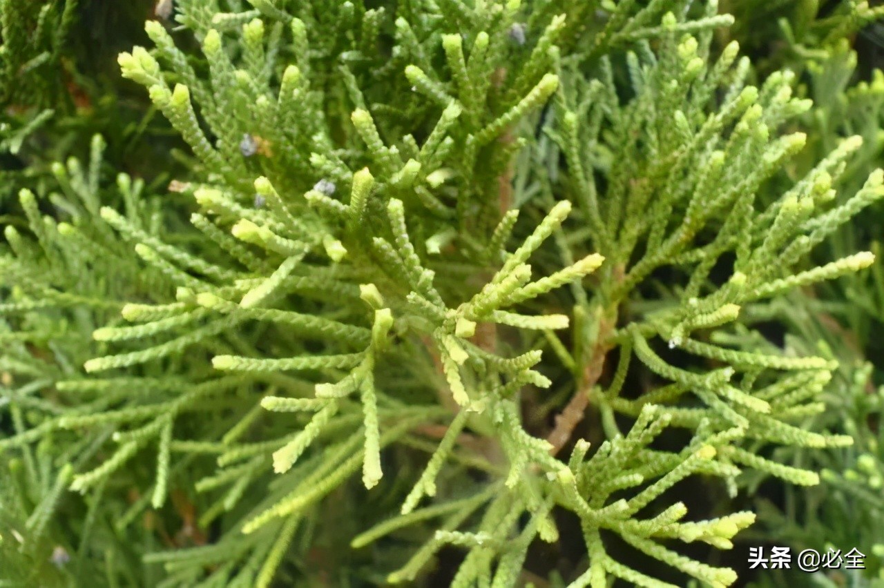 耐盐碱植物大搜罗:常绿植物、地被及其他篇