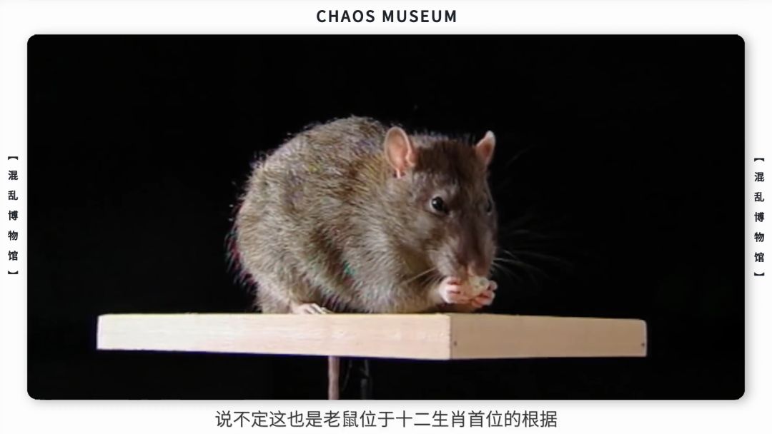 西安网友,米老鼠是什么鼠?