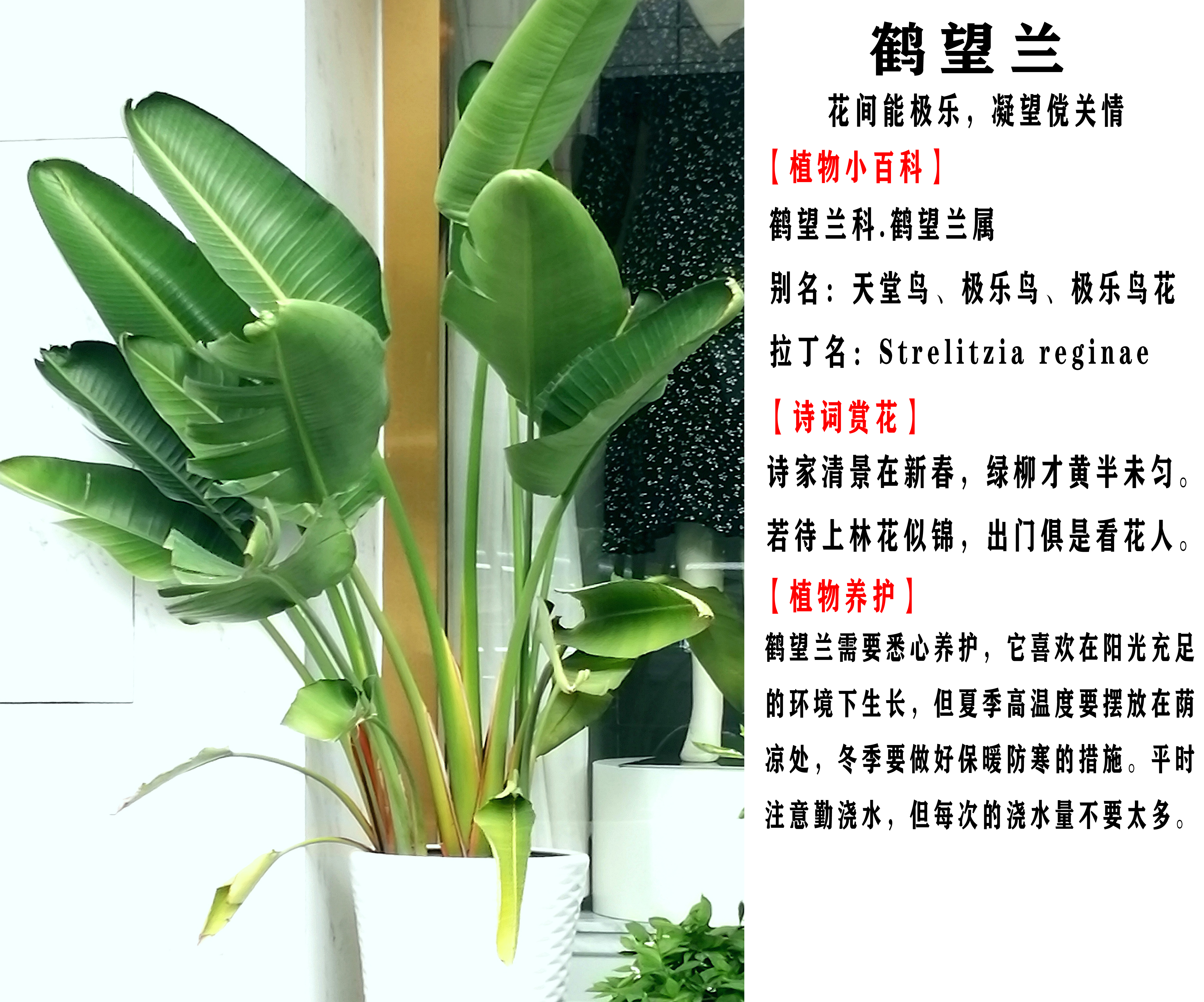 植物小百科第三期「龙血树、鹤望兰、睡莲」