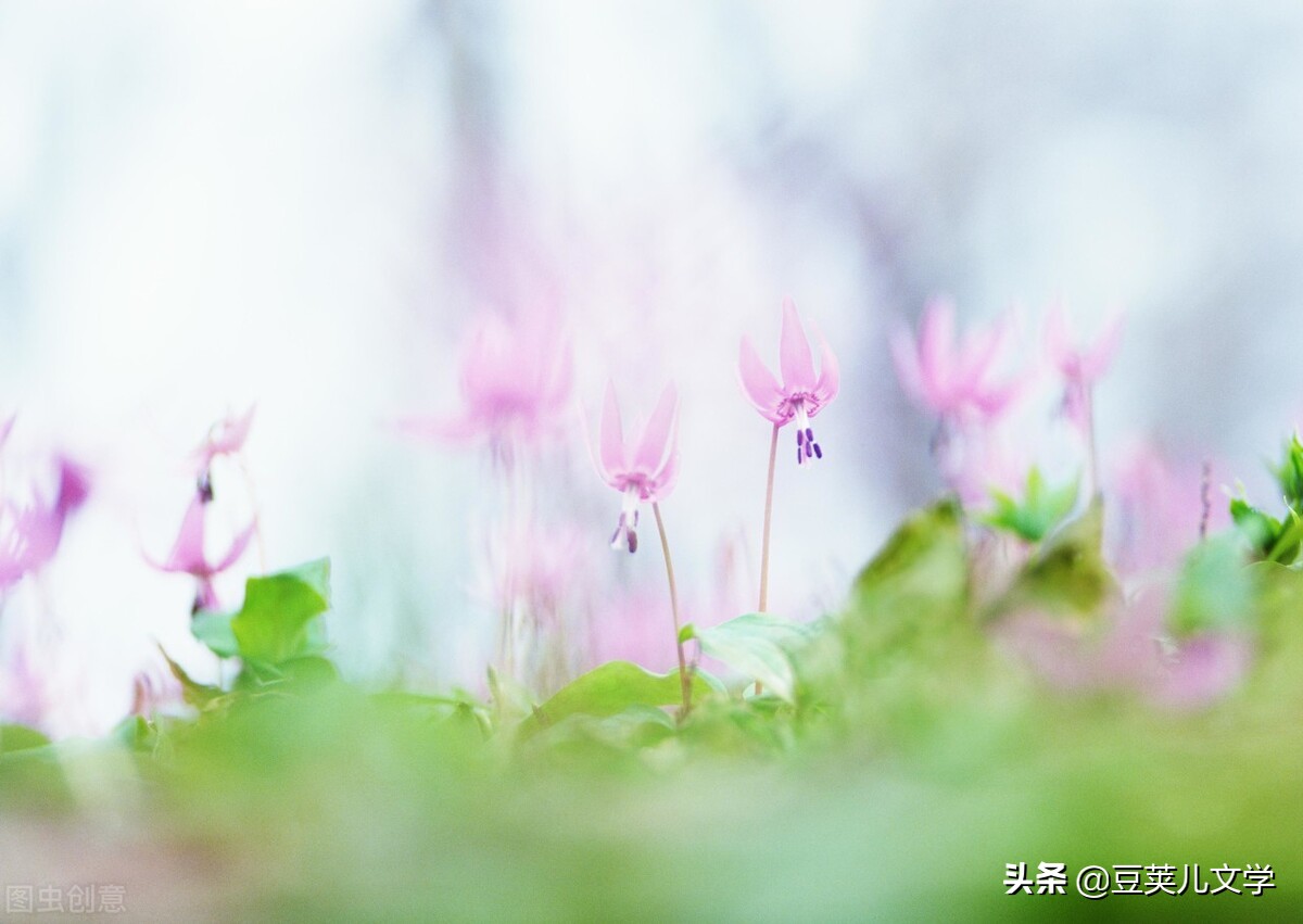 一个人的明净世界