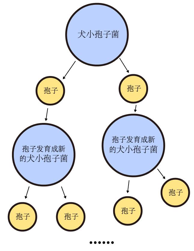 猫癣很头疼么，看完这篇你就明白了，干货