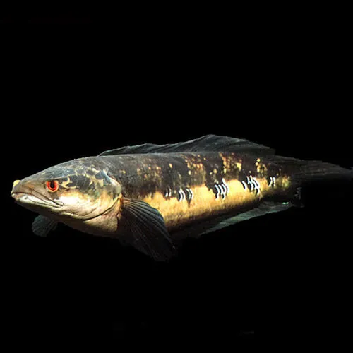 替代黑魚 雷龍魚 天天看點