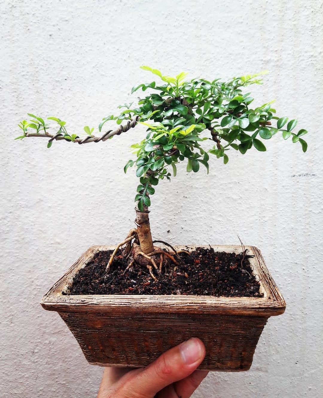 秦岭胡椒木盆景,既是花卉也是药材,把握四点制作技巧,价值翻番