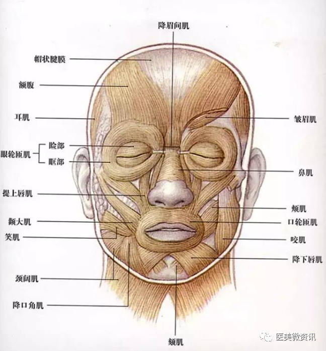 关于法令纹的误解，你中招了吗？