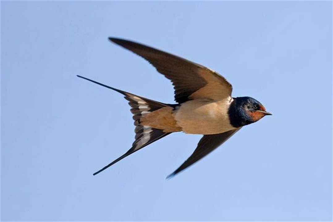 我国的燕子去"南方"过冬,最远飞到南非,如何跨越2.5万公里?